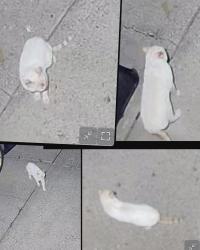 Found/Stray Unknown Cat last seen Michael brothers, Allegheny County, PA 15236