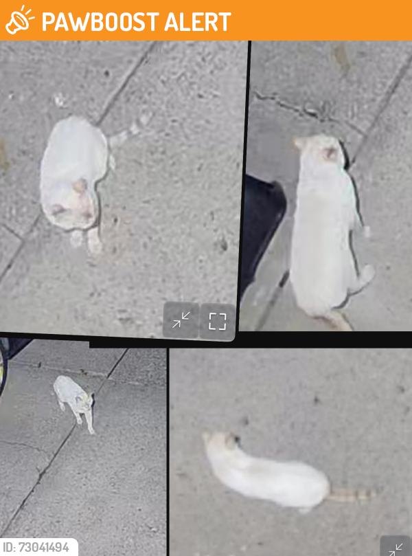 Found/Stray Unknown Cat last seen Michael brothers, Allegheny County, PA 15236