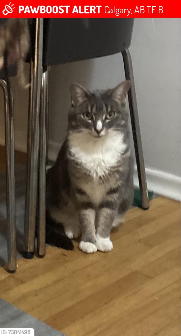 Lost Female Cat last seen Glendale, Calgary, AB T3E 3B5