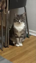 Lost Female Cat last seen Glendale, Calgary, AB T3E 3B5