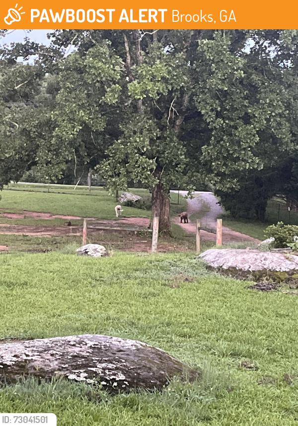 Found/Stray Unknown Dog last seen Brooks woolsey/hwy 85 connector, Brooks, Brooks, GA 30205