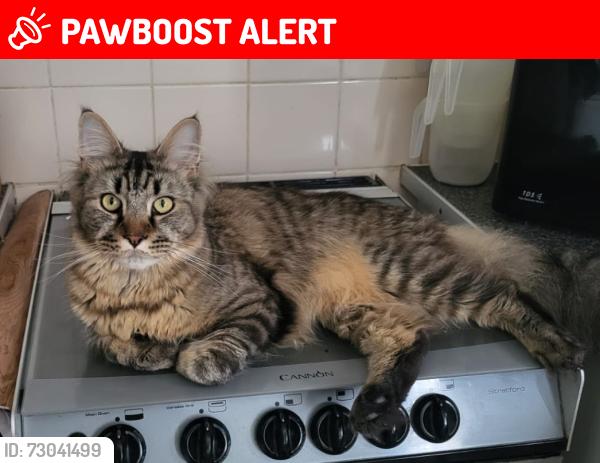 Lost Male Cat last seen Block of flts beside McDonalds, West Midlands, England WV13 2QJ