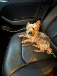 Found/Stray Male Dog last seen Patton Retreat Subdivision, Smyrna, TN 37167