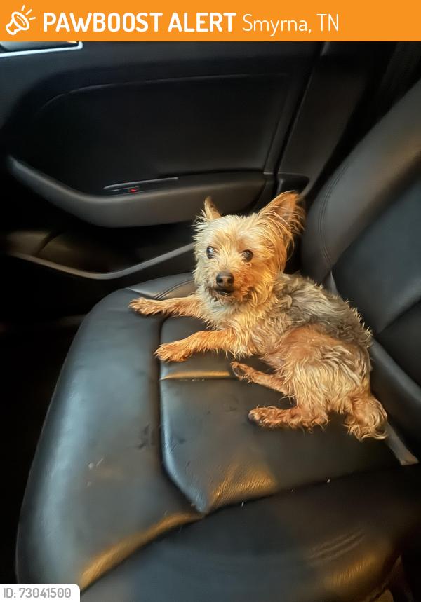 Found/Stray Male Dog last seen Patton Retreat Subdivision, Smyrna, TN 37167