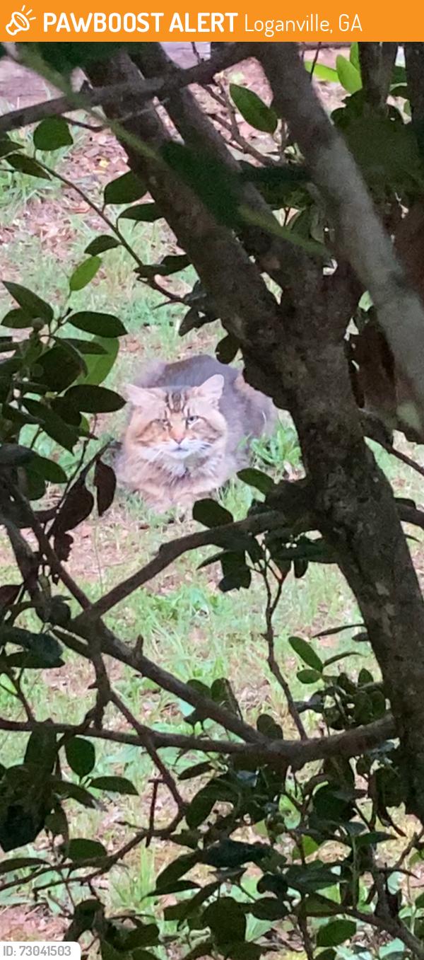 Found/Stray Unknown Cat last seen Old Loganville Rd & Fox Run , Loganville, GA 30052