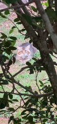 Found/Stray Unknown Cat last seen Old Loganville Rd & Fox Run , Loganville, GA 30052