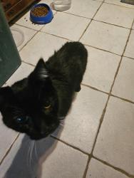 Found/Stray Female Cat last seen Sherwood Drive, Westport, CT 06880