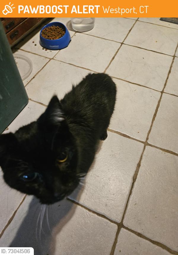 Found/Stray Female Cat last seen Sherwood Drive, Westport, CT 06880