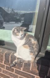 Lost Female Cat last seen Kirby Road and Kipling Avenue, Vaughan, ON L3L 0A4