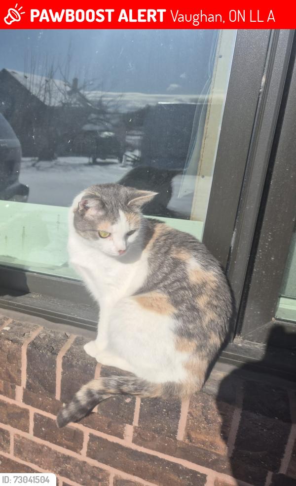 Lost Female Cat last seen Kirby Road and Kipling Avenue, Vaughan, ON L3L 0A4