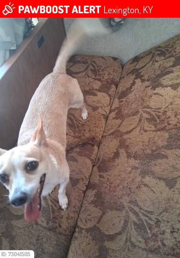 Lost Female Dog last seen Near East New CircleRd, Lexington, KY 40505