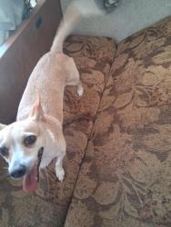 Lost Female Dog last seen Near East New CircleRd, Lexington, KY 40505