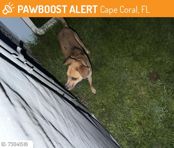 Found/Stray Unknown Dog last seen Se 6th St, Cape Coral, FL 33990