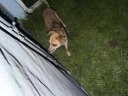Found/Stray Unknown Dog last seen Se 6th St, Cape Coral, FL 33990