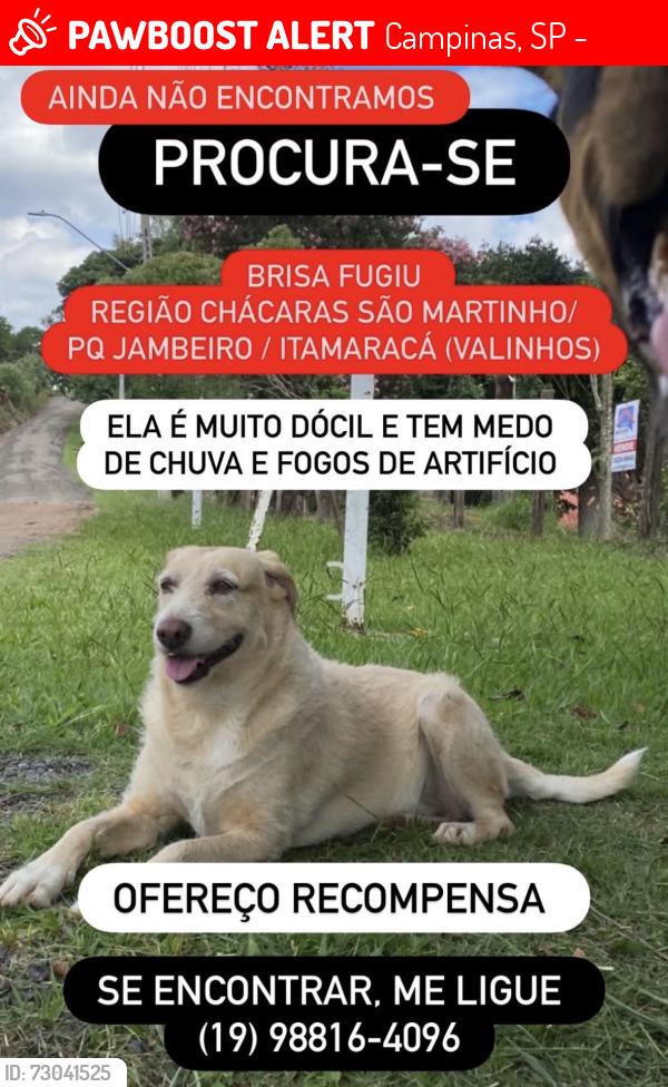 Lost Female Dog last seen Perto da Coudelaria, Campinas, SP 13042-840