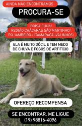Lost Female Dog last seen Perto da Coudelaria, Campinas, SP 13042-840