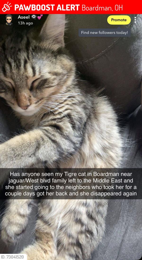 Lost Female Cat last seen West blvd or jaguar rd in boardman, Boardman, OH 44512