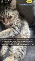 Lost Female Cat last seen West blvd or jaguar rd in boardman, Boardman, OH 44512