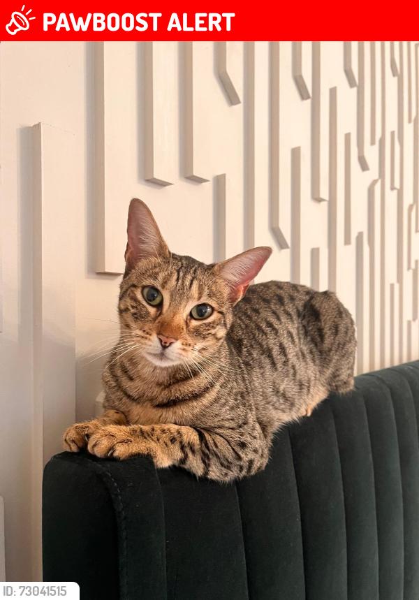 Lost Female Cat last seen Pine Trees - High Wycombe, Buckinghamshire, England HP11