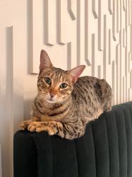 Lost Female Cat last seen Pine Trees - High Wycombe, Buckinghamshire, England HP11