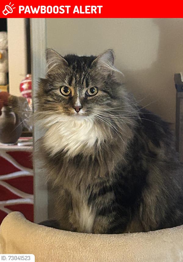 Lost Female Cat last seen Cascade Rd, Old Orchard Beach, ME 04064