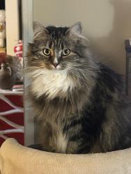 Lost Female Cat last seen Cascade Rd, Old Orchard Beach, ME 04064