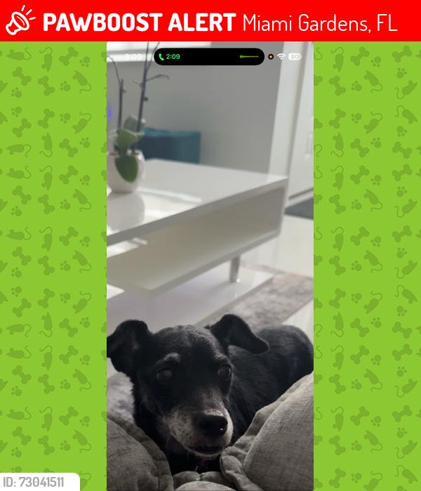 Lost Female Dog last seen Near NW 180th Terrace Miami Gardens, FL , Miami Gardens, FL 33056
