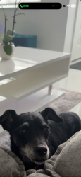 Lost Female Dog last seen Near NW 180th Terrace Miami Gardens, FL , Miami Gardens, FL 33056