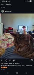 Lost Female Cat last seen Basildon Essex 218 long riding , Essex, England SS14 1RT