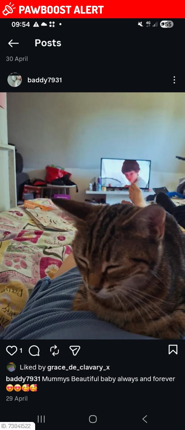 Lost Female Cat last seen Basildon Essex 218 long riding , Essex, England SS14 1RT