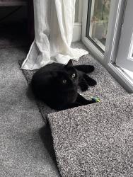 Lost Male Cat last seen Holly close, Full Sutton, England YO41 1LY