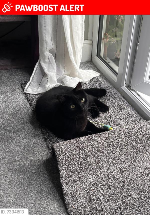 Lost Male Cat last seen Holly close, Full Sutton, England YO41 1LY