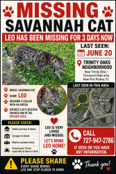 Lost Male Cat last seen Little road, Trinity, FL 34655