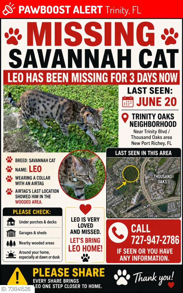 Lost Male Cat last seen Little road, Trinity, FL 34655
