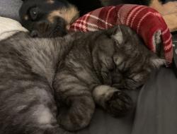 Reunited Male Cat last seen Near 56th Ave W - Arbor Village, Mountlake Terrace, WA 98043