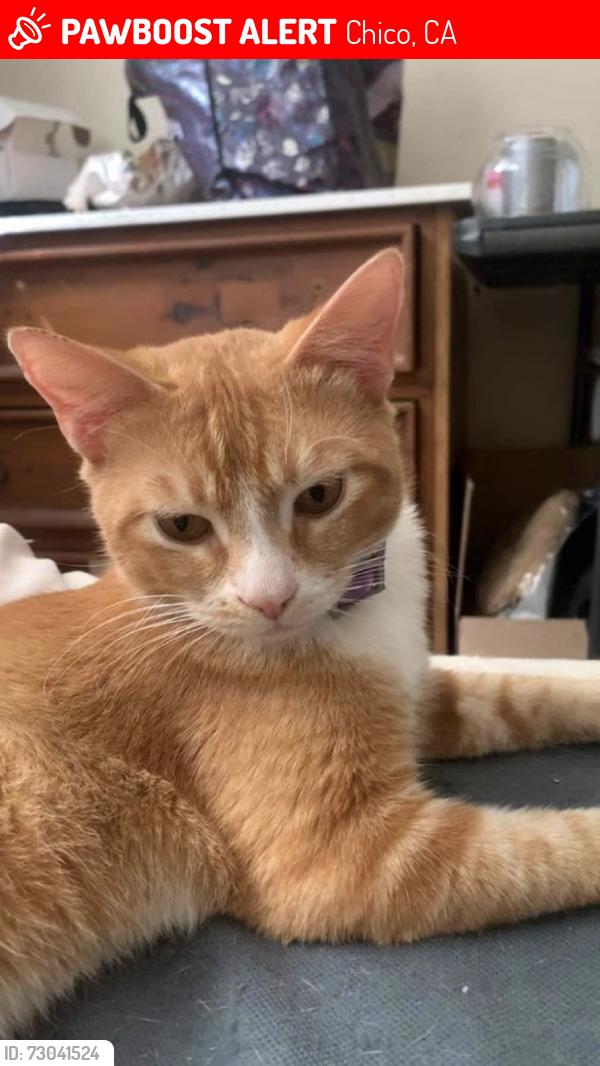 Lost Male Cat last seen Lost near Neal Dow elementary school, Chico, CA 95926