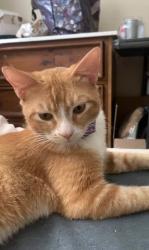 Lost Male Cat last seen Lost near Neal Dow elementary school, Chico, CA 95926