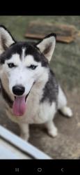 Lost Female Dog last seen Em frente a Havan/Stok, Neópolis, RS 94155-000