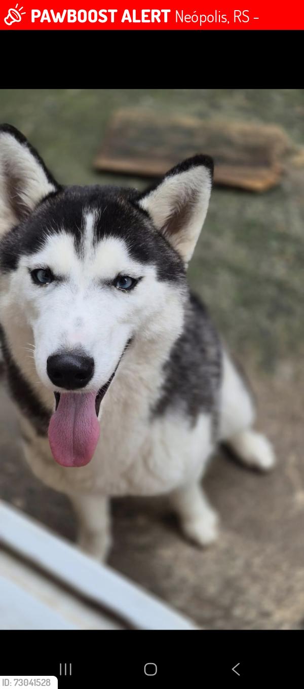 Lost Female Dog last seen Em frente a Havan/Stok, Neópolis, RS 94155-000