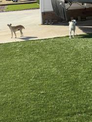 Found/Stray Male Dog last seen Chatanooga, San Diego, CA 92139
