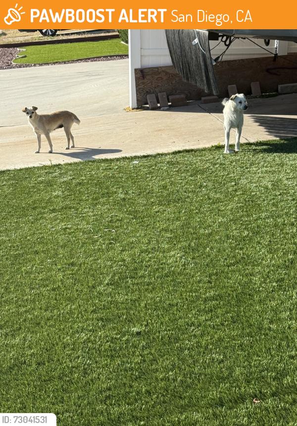 Found/Stray Male Dog last seen Chatanooga, San Diego, CA 92139