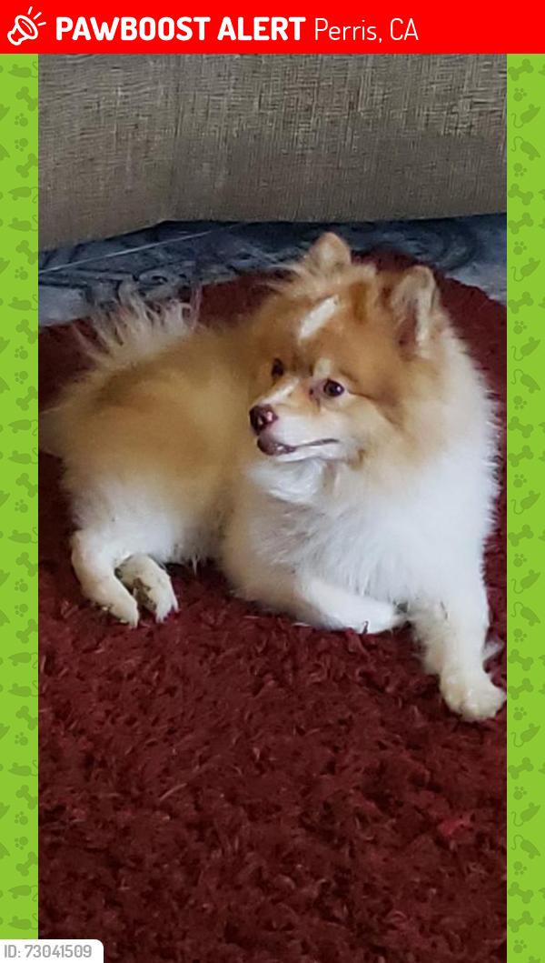 Lost Male Dog last seen Eureka St,  Placentia Avenue , Perris, CA 92571