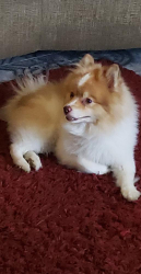 Lost Male Dog last seen Eureka St,  Placentia Avenue , Perris, CA 92571