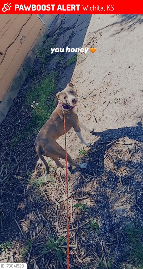 Lost Male Dog last seen Oliver n Lincoln and terrace dr an harry, Wichita, KS 67218