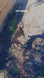 Lost Male Dog last seen Oliver n Lincoln and terrace dr an harry, Wichita, KS 67218