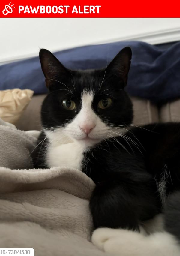 Lost Male Cat last seen Herbert Jennings Avenue , Wrexham Principal Area, Wales LL12