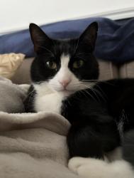 Lost Male Cat last seen Herbert Jennings Avenue , Wrexham Principal Area, Wales LL12