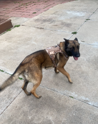Found/Stray Female Dog last seen Russell Rd., Salinas, CA 93906
