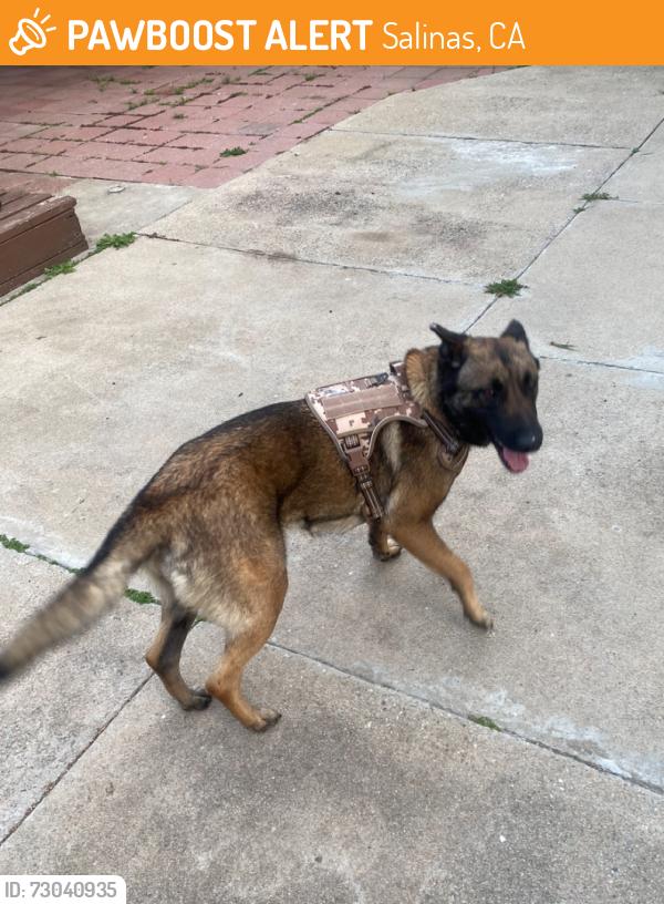 Found/Stray Female Dog last seen Russell Rd., Salinas, CA 93906