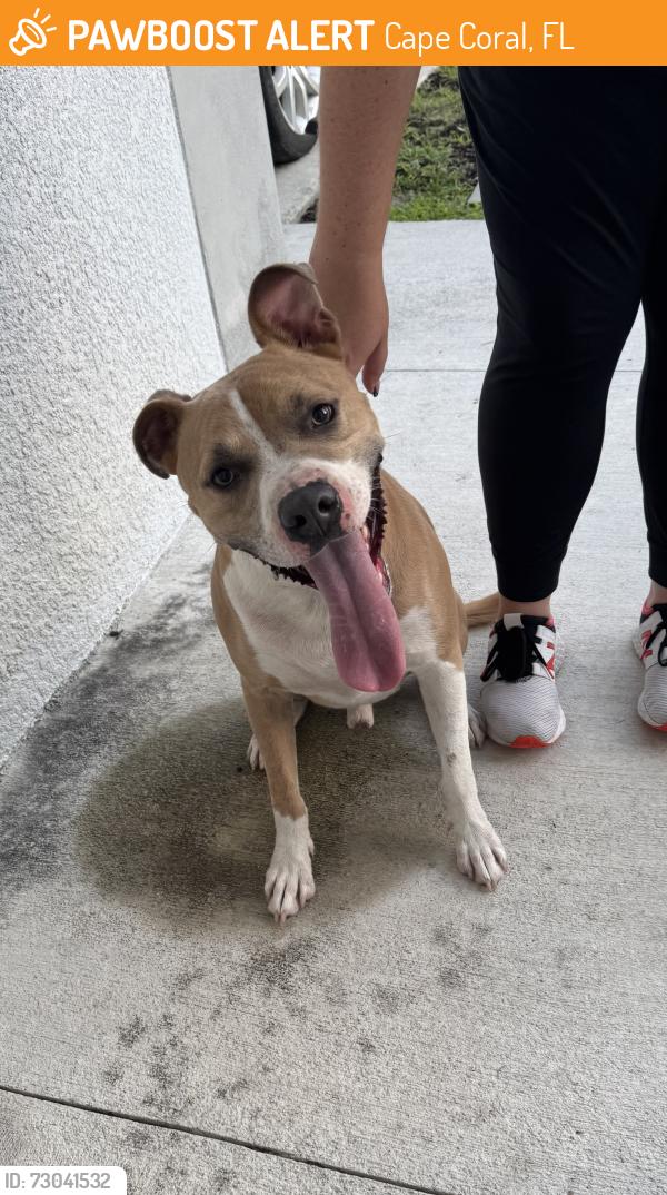 Found/Stray Male Dog last seen Sw 32 st and chiquita, Cape Coral, FL 33914